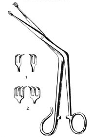 Tonsil