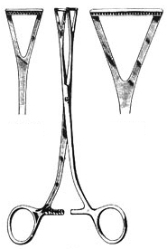 Duval-Collin- Intestines and Stomach