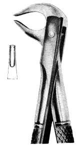 lower premolars and roots- lower premolars and roots
