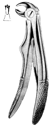 lower molars- lower molars
