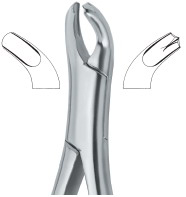 American Pattern- Upper molars. left