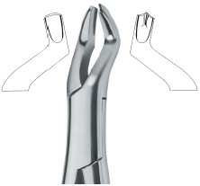 American Pattern- Upper molars. left