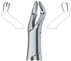 American Pattern- Upper molars. right