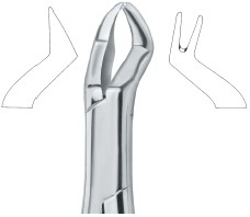 American Pattern- Upper molars, rechts