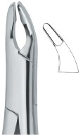 American Pattern- upper incisors, premolars, roots