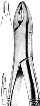 American Pattern- upper incisors, canines, premolars