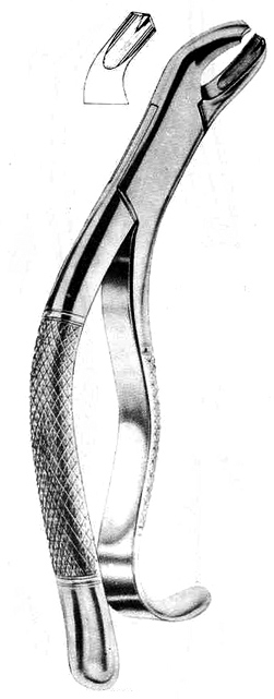 American Pattern- <P>lower molars</P>